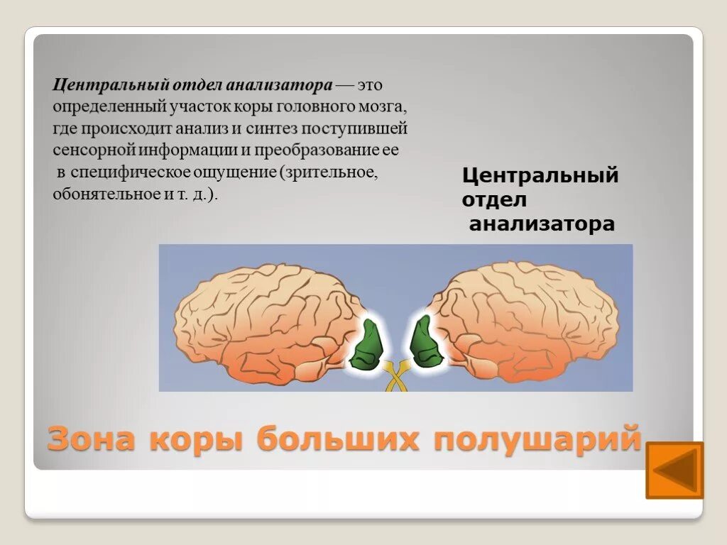 Анализ зрительной информации происходит. Центральный отдел анализатора. зрительный анализатор в коре. центральный отдел зрительного анализатора. центральный отдел зрительного анализатора расположен в.