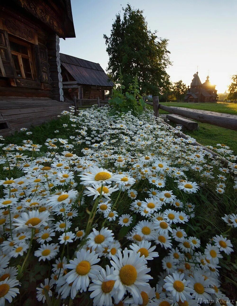 Ромашки купить участок. Лето в деревне. Природа деревня. Красивая природа в деревне. Природа лето деревня.