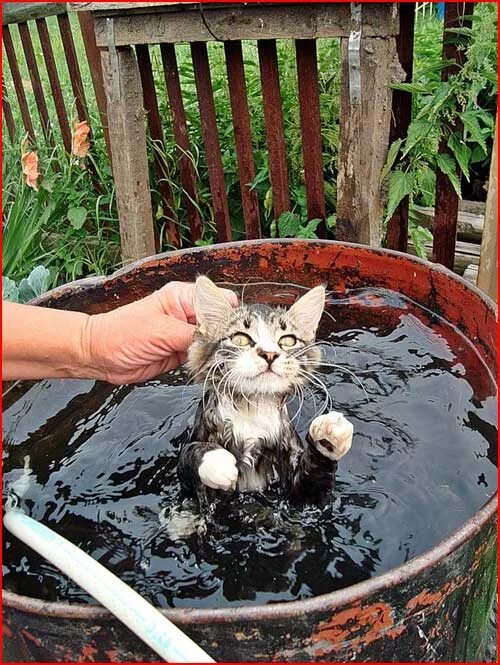 Топили кошку. Топили кошку. Утопленные котята в ведре. Топили кошку. Кот в ведре.