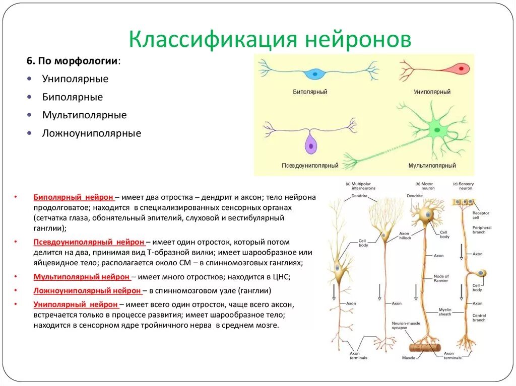 Картинки ЦЕНТРАЛЬНЫЙ НЕЙРОН ФУНКЦИИ