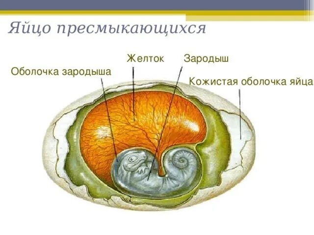 Оболочка яйца рептилий