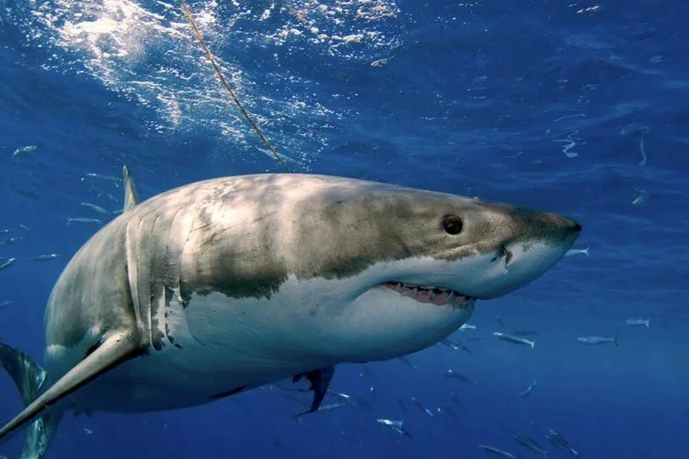 Фотки больших акул. Carcharodon carcharias. Белая акула людоед кархародон. Большая белая акула. Белая акула фото.