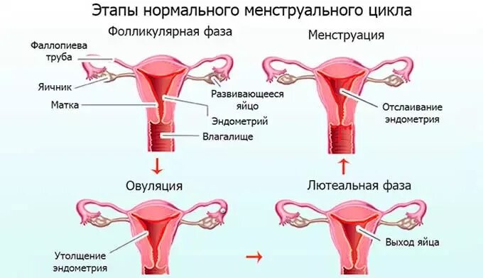 Давление при месячных. Стадии менструального цикла. этапы менструационного цикла. этапы месячных. давление падает при менструации.