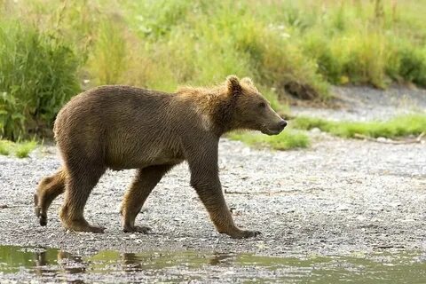 3 животных с 4 ногами