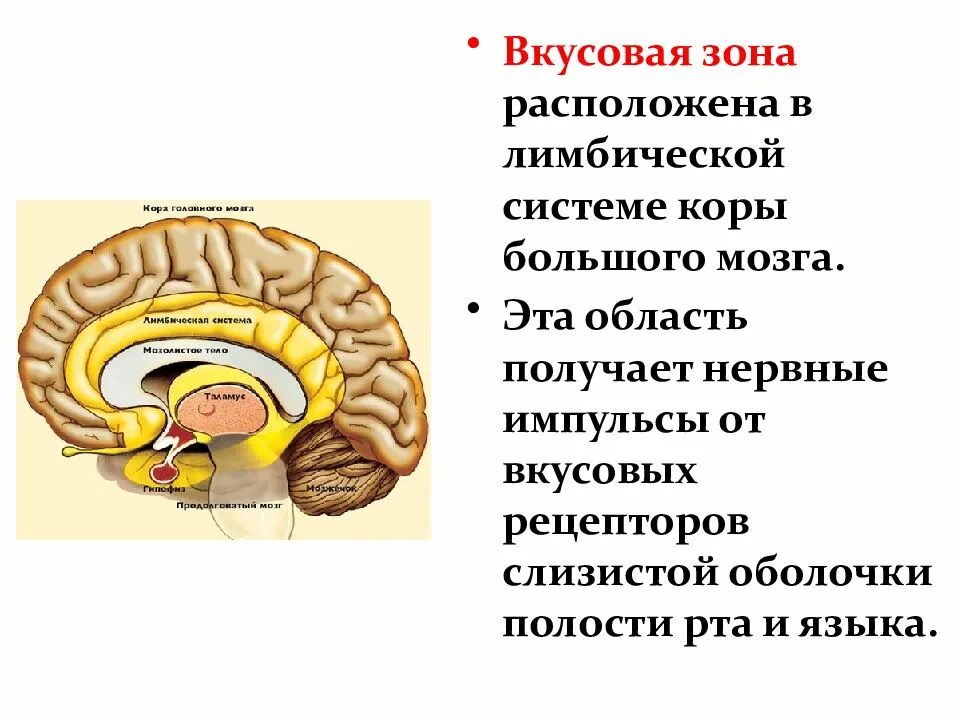 Где находится вкусовая зона