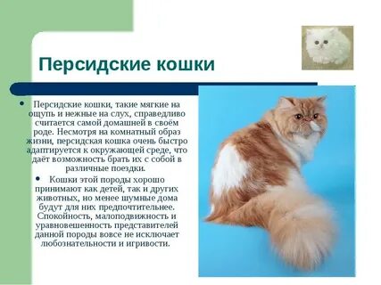 Доклад порода кошек