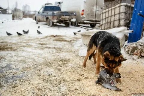 Собаки напали на кошку