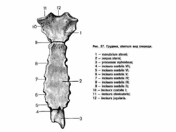 Трубчатая грудная кость. Строение грудины анатомия. Строение грудины анатомия латынь. Рукоятка грудины – manubrium Sterni. Строение грудины вид спереди.