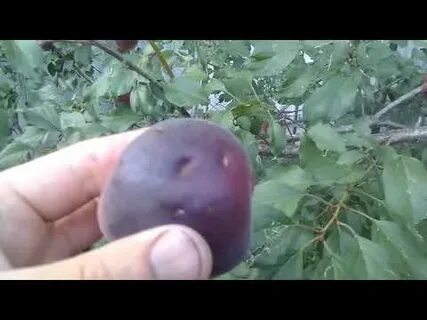 Сорт абрикоса черный принц
