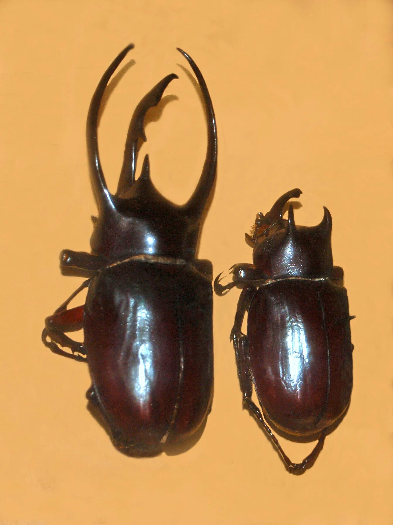 Épinglé sur insect