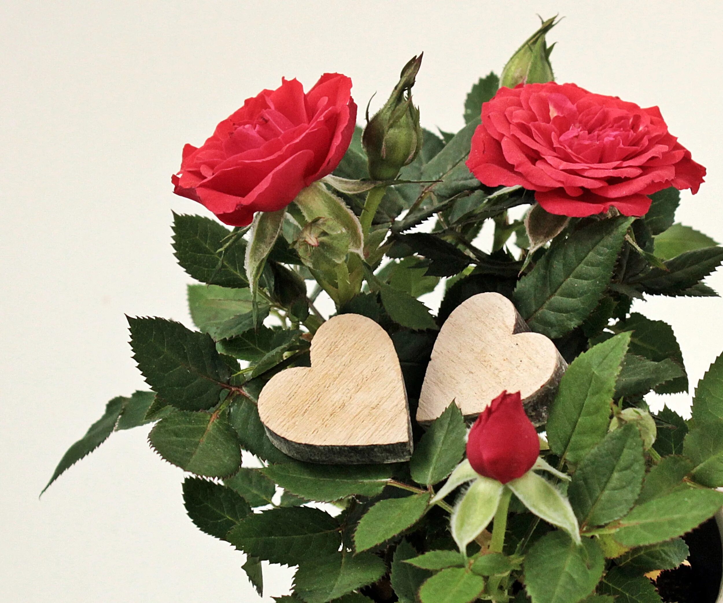 Мужская и женская рука держит цветок. Букет роз. Букет роз огромный необычный. Букет цветов для любимой. Море роз.