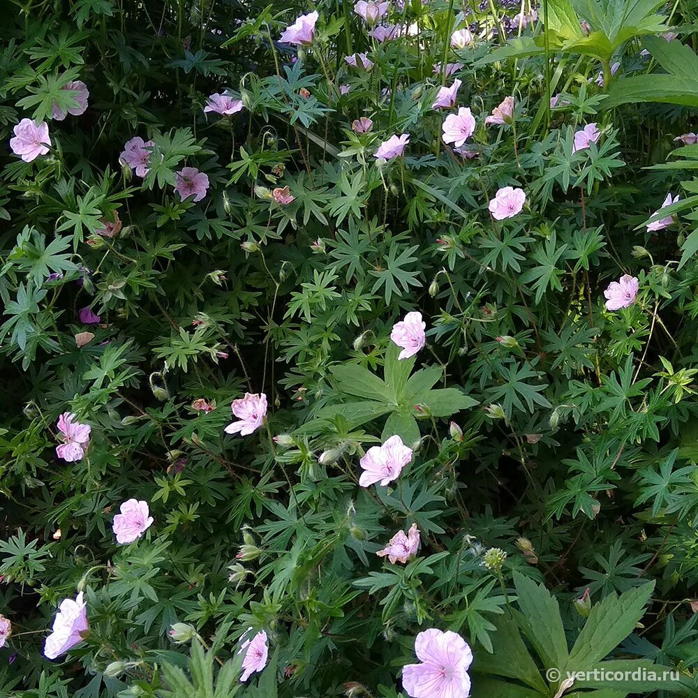 Geranium sanguineum striatum. Герань кроваво-красная стриатум. Герань Садовая стриатум. Герань кроваво-красная вар.стриатум.