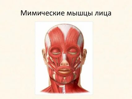 Мимические мышцы лица