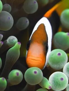 Clownfish changer