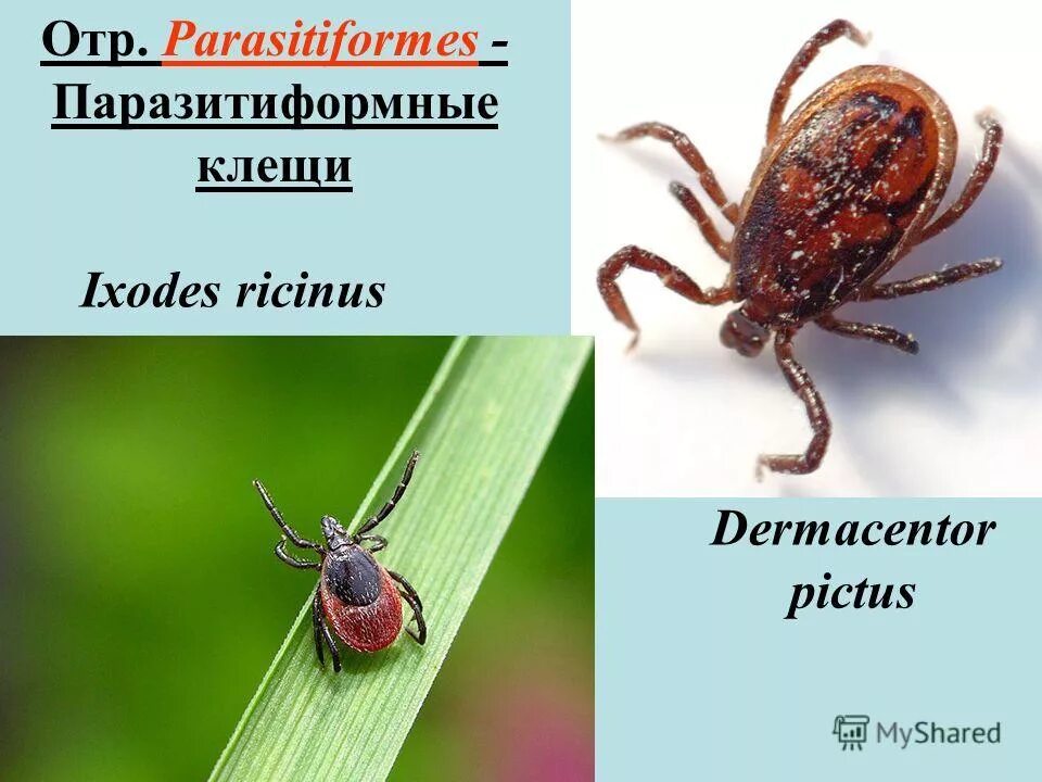 строение клеща рода dermacentor. нимфа клещ дермацентор. Dermacentor reticulatus луговой клещ. клещ dermacentor andersoni. пастбищный клещ - dermacentor pictus.