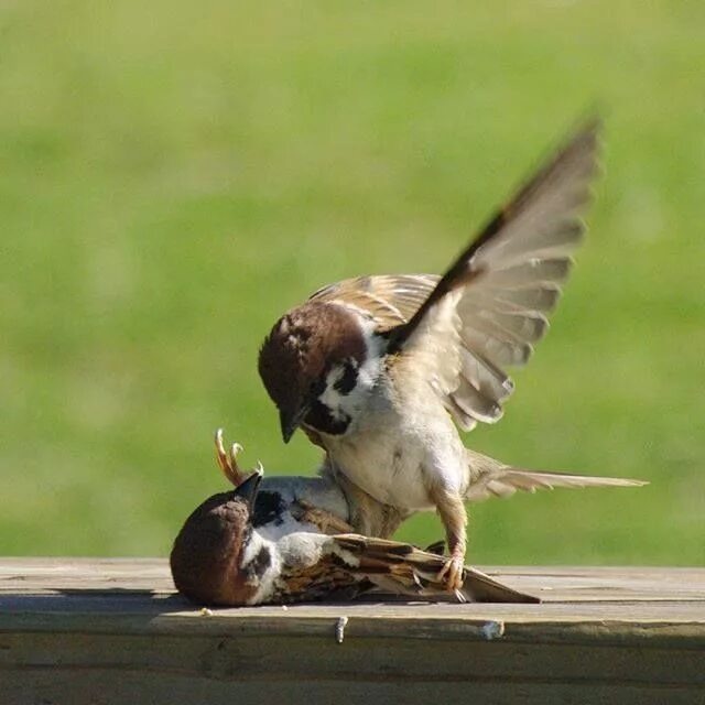 забавные воробьи