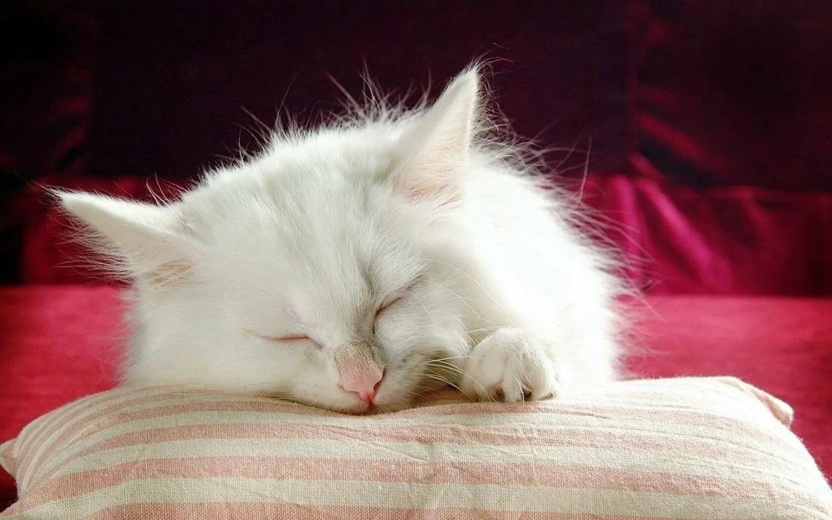 Спящий кот. Кошечка проснулась. Котик проснулся. Что снится коту. Спящий кот.