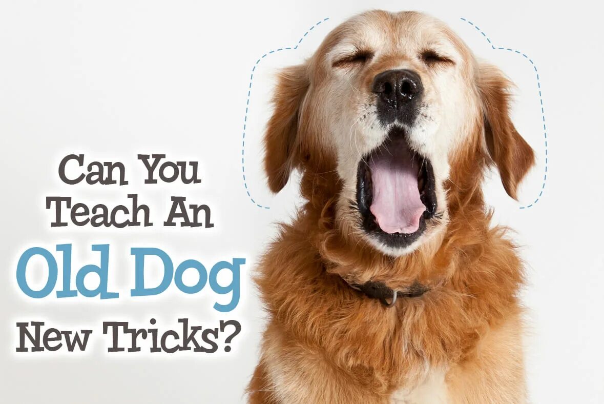 Dog new tricks. Teach an old Dog New Tricks. Dog Tricks. Собаки in New. Собаки old many.