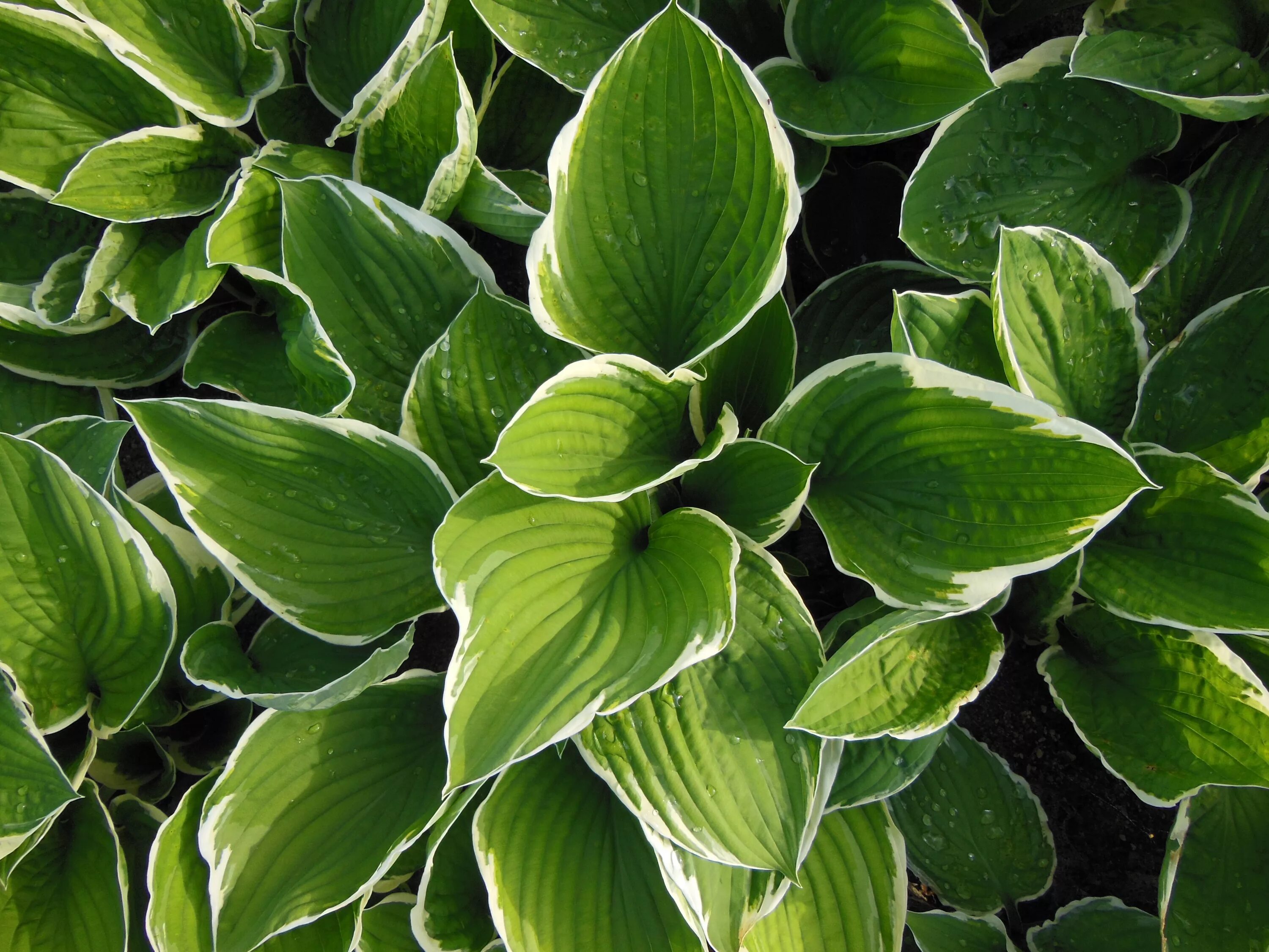 Common plants. Хоста Форчуна Ауреомаргината. Хоста цветок. Hosta растение. Хоста функия.