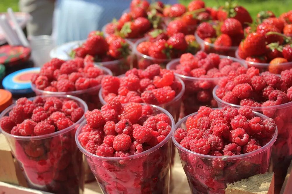 Малиновая рязань. Тц малина рязань 2022. Малина рязань магазины. Ул малиновая рязань. Фестиваль малины рязань 2023.