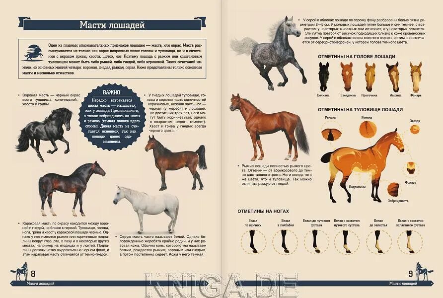 Невзоров ипполог. Прочитать кони. Прочитать кони. Лошадь читает. Константин ушинский — слепая лошадь: сказка.