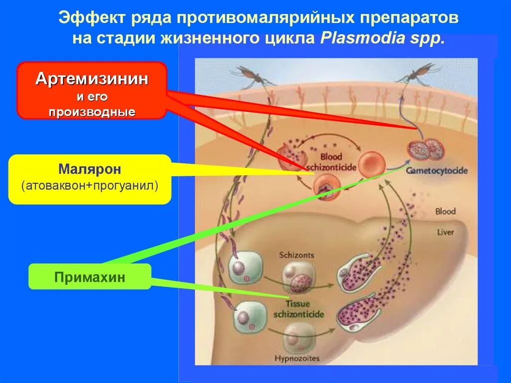 Артемизинин при осложненном течении малярии назначается. Противомалярийные средства. Противомалярийные средства механизм действия. Малярия механизм действия. Антималярийные препараты эффект.