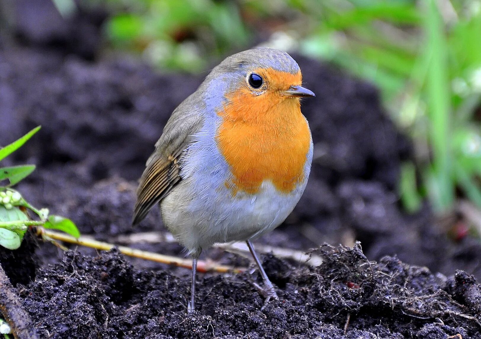 Зарянка хонкай стар. Зарянка. Зарянки. Зарянка хонкай стар. Зарянка хонкай стар.