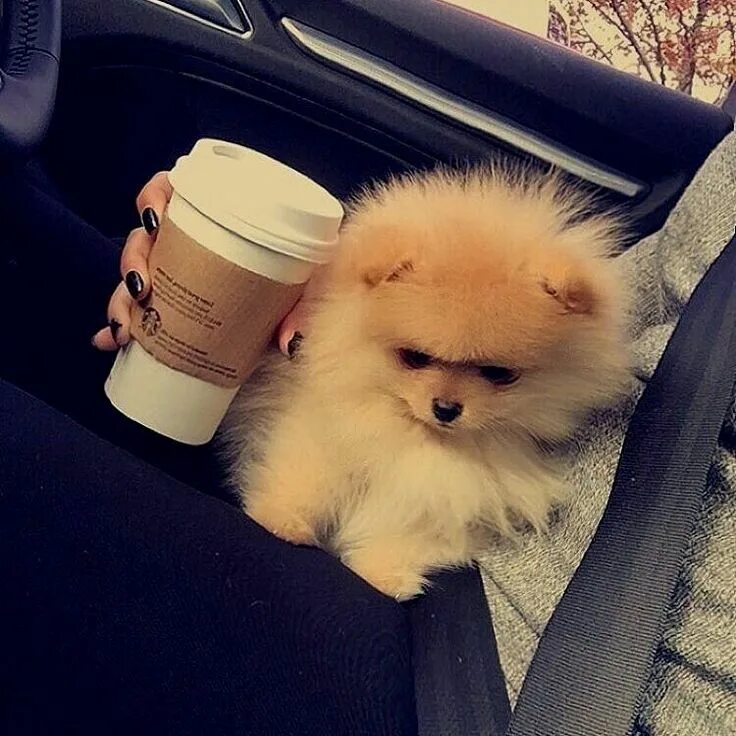 Pin di Starlingale Shelton su Pomeranian Cani e cuccioli, Cuccioli, Animali