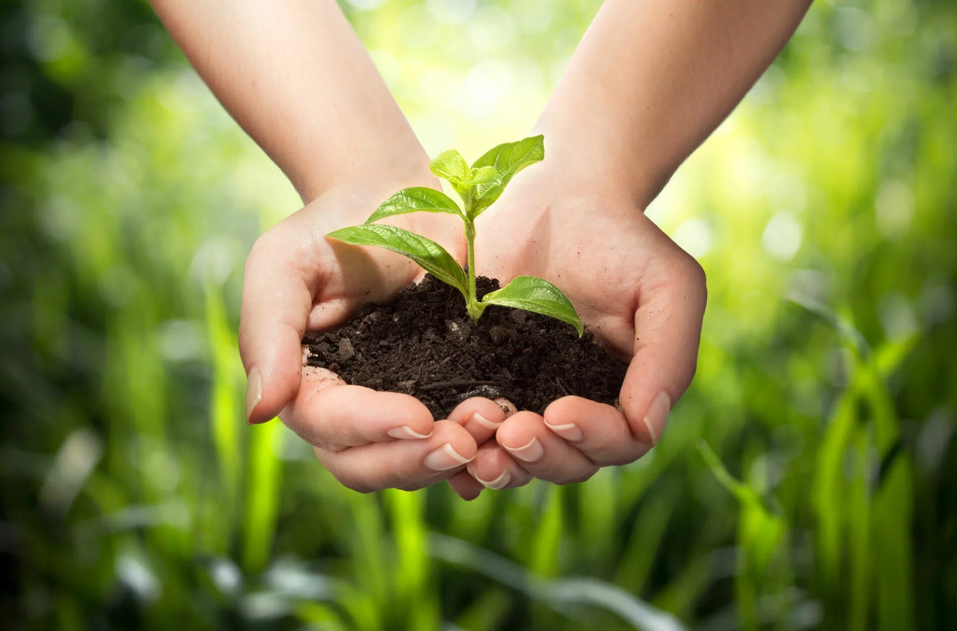 Растение в руках. Защита природы. Росток в руках. Почва и человек. Plant protection