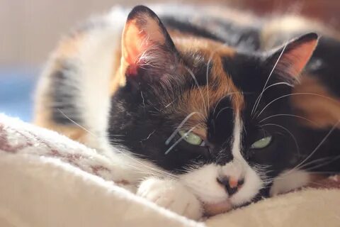 Куки кот