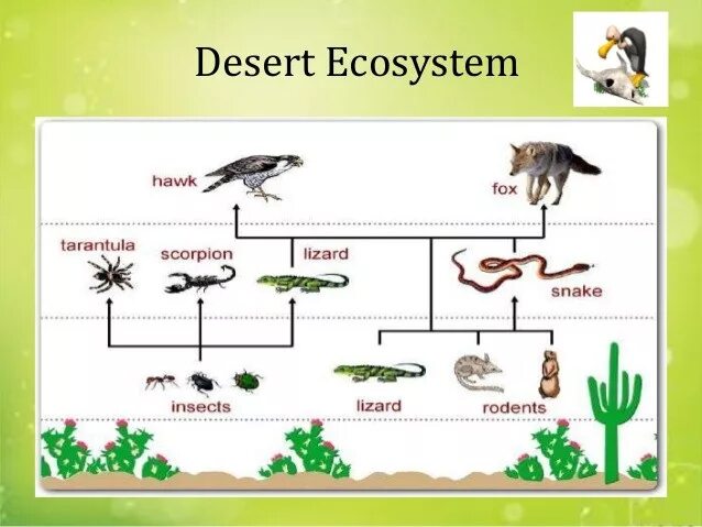 The guests trunk Daisy food chain for a fox stretch bouquet Desert