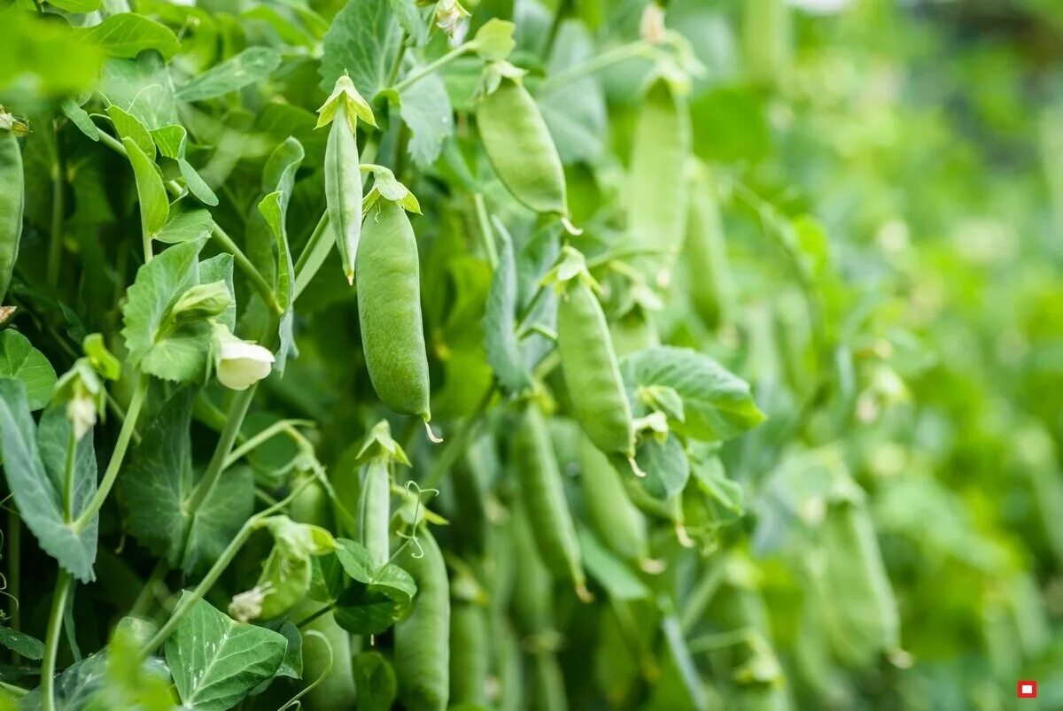 Pisum sativum. Семена. Горох растет. Стручок гороха на белом фоне. Ой горох мой горох слушать.