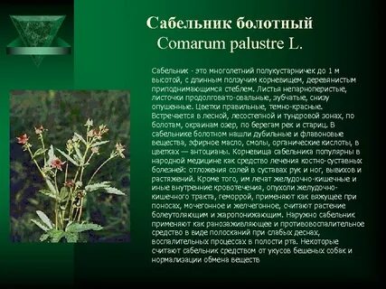 Болотное лекарственное растение