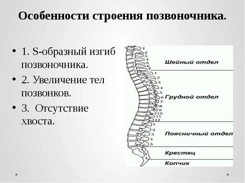 Особенности строения поясничного отдела позвоночника таблица. Особенности строения позвонков разных отделов таблица. Строение s1 позвонка. Особенности строения поясничных позвонков таблица.