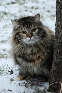 Сибиряк отзывы