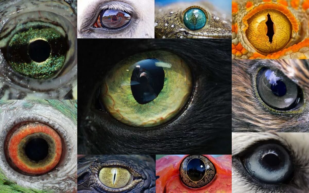 Разнообразие глаз. Глаза животных. Необычные глаза животных. Мир глазами животных. Зрачки животных.