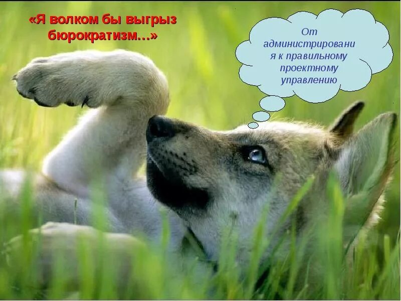 Я волком бы выгрыз бюрократизм. Волк карикатура. Стихи о советском паспорте маяковский текст. Я волком бы выгрыз бюрократизм. Маяковский паспорт стих о советском паспорте.