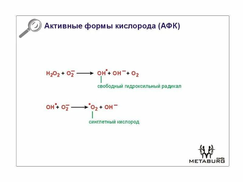 Активная форма простейшего