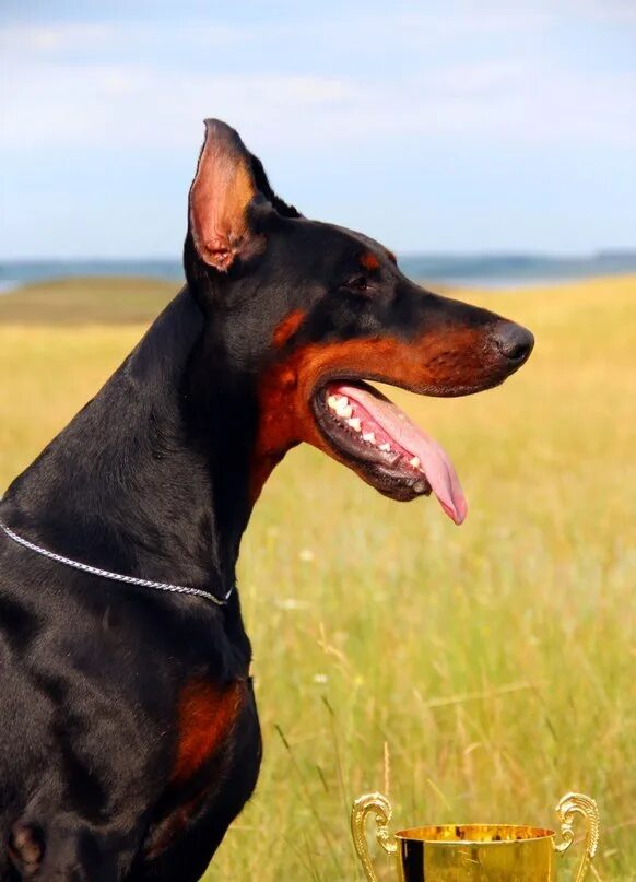 Доберман рэпер. Доберман собака. Доберман собака. Доберман американский и европейский. Пятнистый доберман.