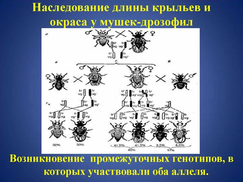 Презентация биология 10 класс сцепленное наследование. Наследование длины крыльев и окраса у мушек-дрозофил. Наследование крыльев у дрозофилы. Морган сцепленное наследование. Наследование признаков у плодовой мушки дрозофилы.