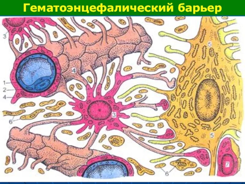 Гематоэнцефалический барьер гистология. Гематоэнцефалитический барьер гистология. компоненты гематоэнцефалического барьера гистология. гематоэнцефалический барьер гистология строение. структуры гематоэнцефалического барьера.