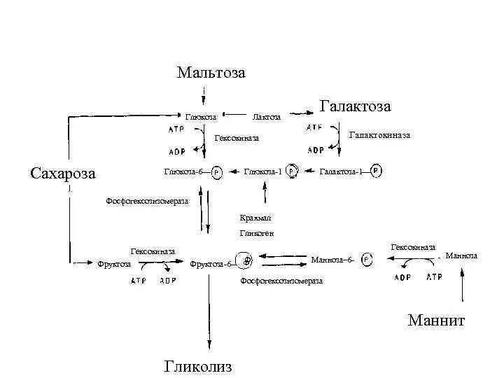 Схема гликолиза биохимия. Гликолиз мальтозы. Схема гликолиза фруктозы. Включение галактозы в гликолиз схемы.