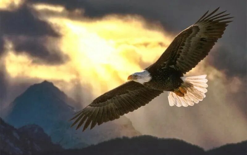 Птицы в горах. Полет орла. Птица высокого полета. Белохвостый орлан полет. Над орлом летают.