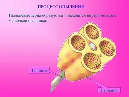 Образуют пыльцу