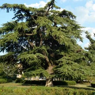Atlas cedar