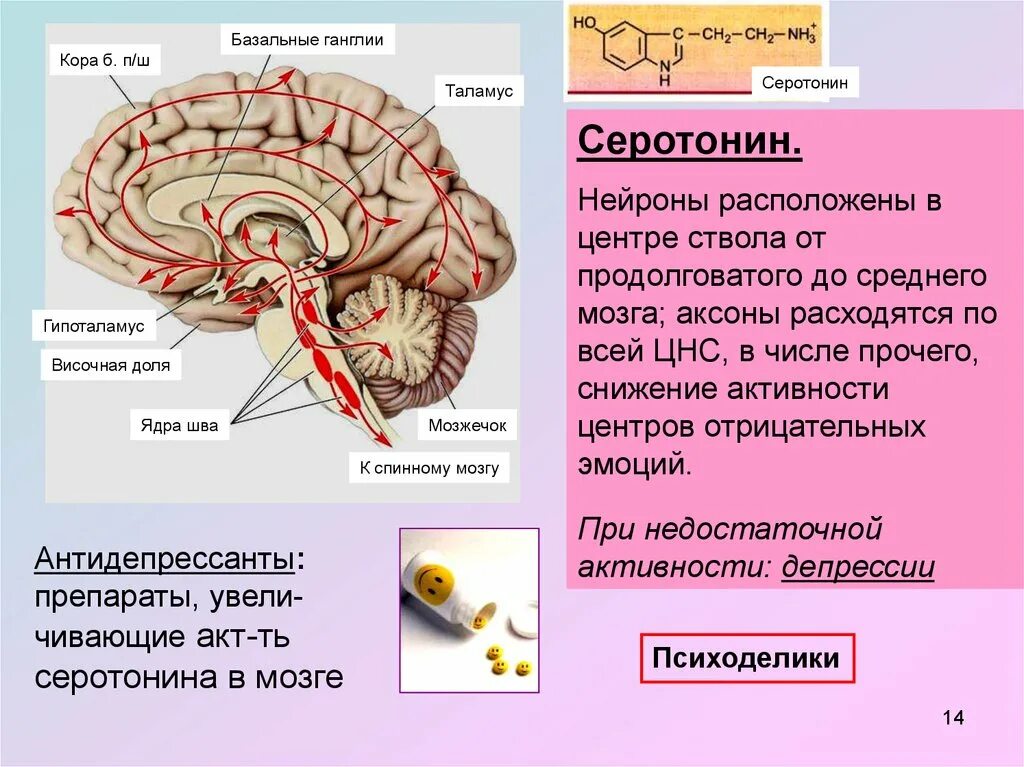 Область ядра мозга. Базальные ганглии головного мозга анатомия. Базальные ядра переднего мозга. Базальные (подкорковые) ядра конечного мозга. Базальные структуры мозга.