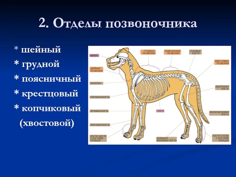 Количество позвонков у млекопитающих. Опорно двигательная система млекопитающих 7 класс биология. отделы позвоночника млекопитающих. позвоночник млекопитающих состоит из отделов. сколько отделов позвоночника у млекопитающих.