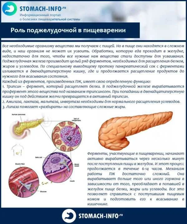 Фермент поджелудочной железы расщепляющий углеводы. Поджелудочная роль в пищеварении. Роль поджелудочной железы в пищеварении. Что расщепляется в поджелудочной железе. Гормоны поджелудочной железы и их функции таблица.