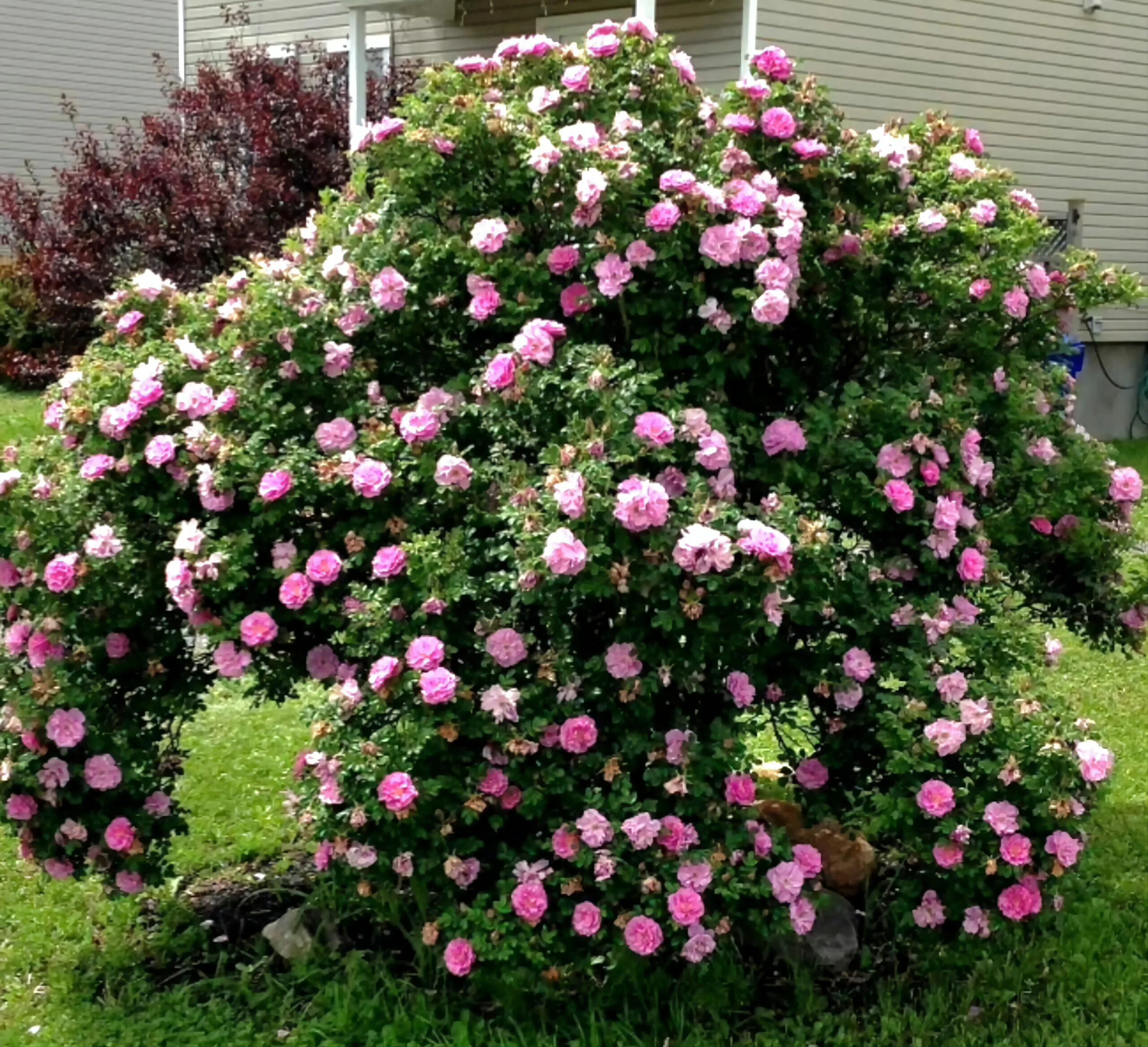 Питомник канадских роз. Питомник канадских роз. Питомник канадских роз. Питомник канадских роз. Питомник канадских роз.