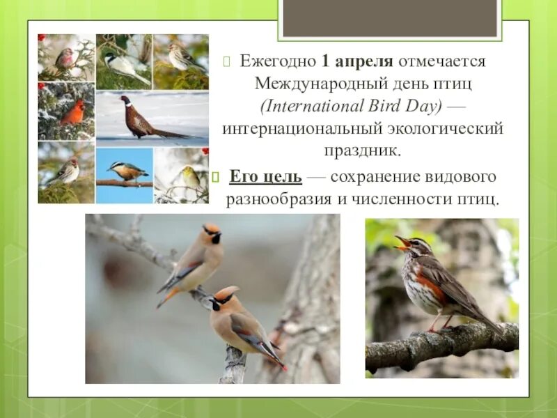 Международный день птицы отмечается 1 апреля. 1 апреля международный день птиц. апрель 1 апреля – международный день птиц.. презентация на тему день птиц. 1 апреля международный день птиц презентация.